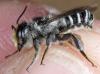 Megachile melanopyga